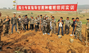 云南中云上允糖业有限公司：在甘蔗良种繁育基地种下“希望苗”